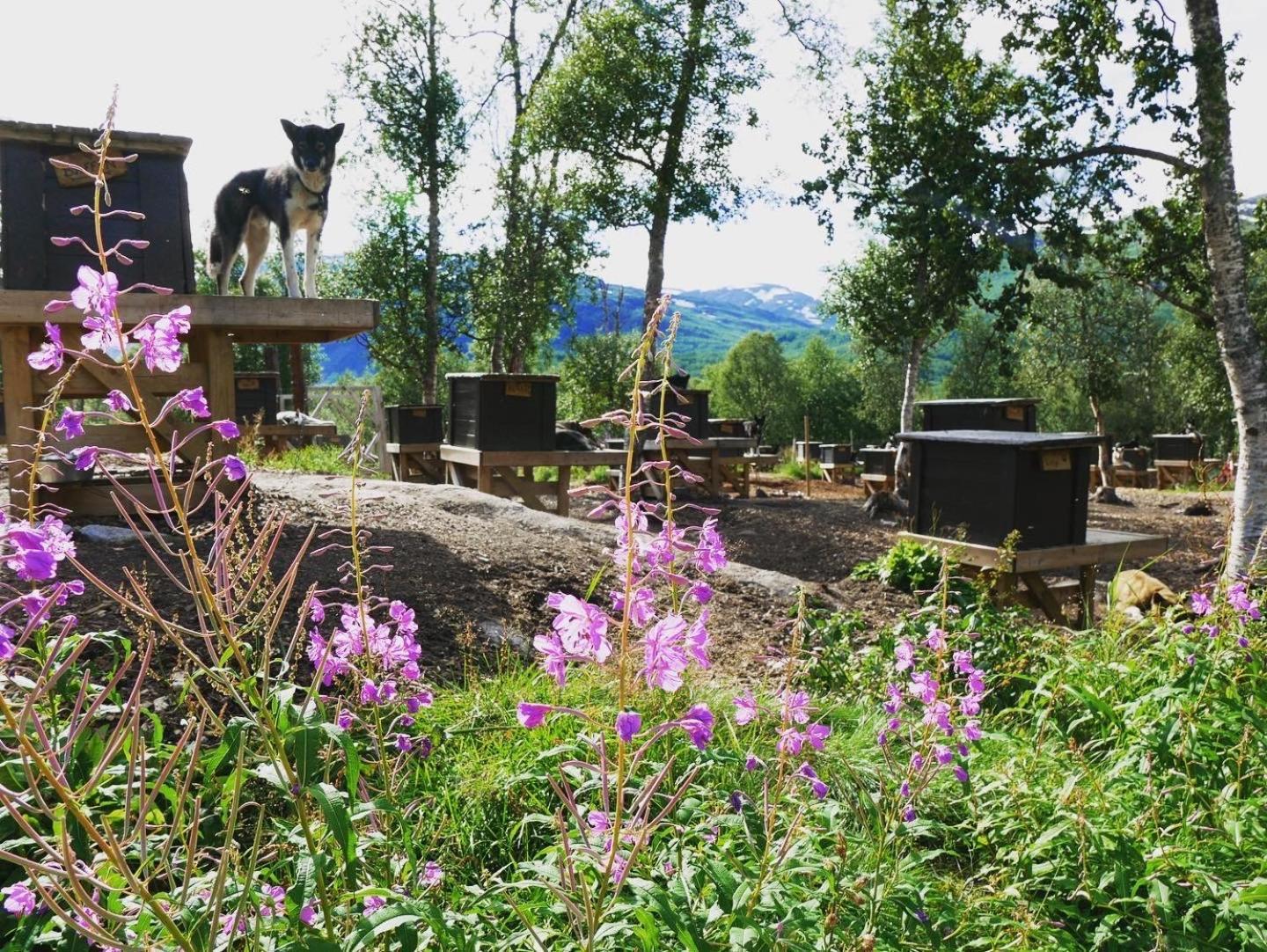 Bardu Huskylodge Exterior foto